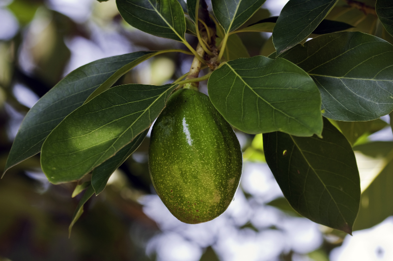 Avocado Leaves: Benefits and Uses