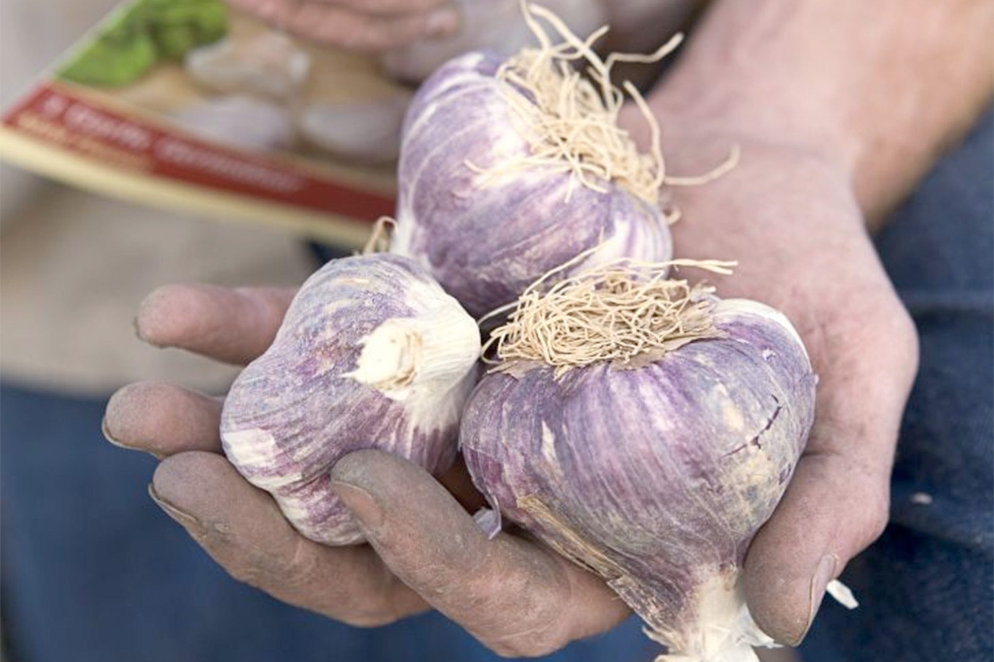 Easy Garlic Preservation: Use Your Garlic for Six Months!