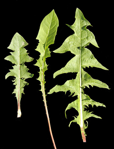 Cleans the Gut, Blood, and Liver. Helps from Head to Toe. Do You Have This Plant? Dandelion