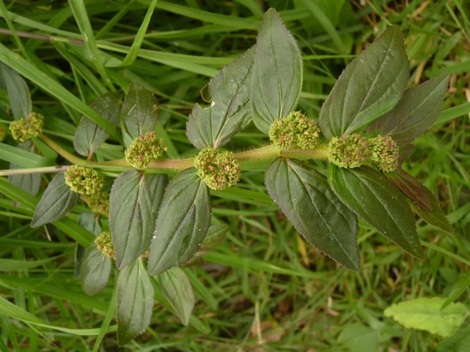 Discover the Healing Power of Euphorbia Hirta: Nature’s Little Miracle