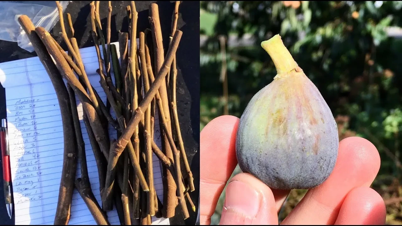 Every Branch Gets Roots: Fig Propagation in a Simple Way