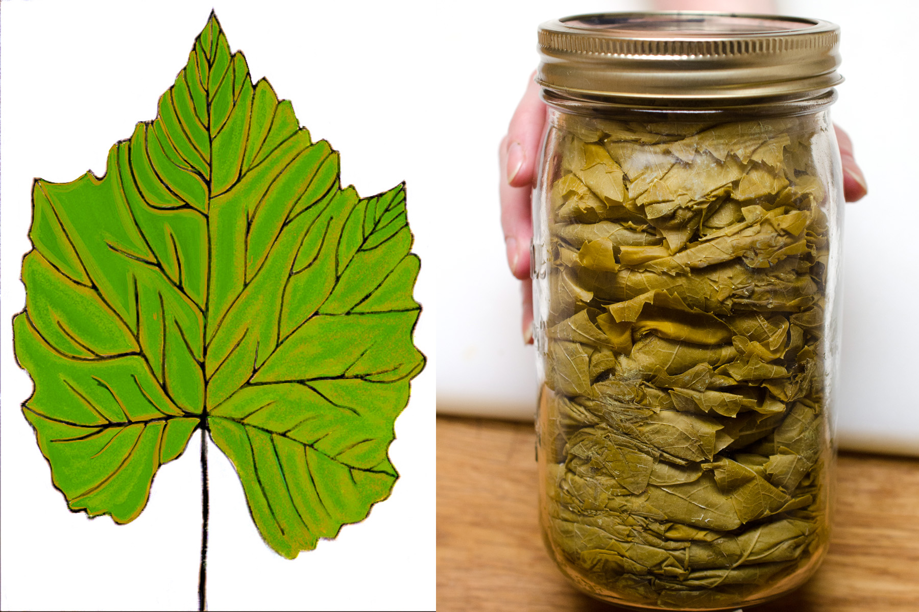 Grandma’s Secret: Preserving Grape Leaves for Two Years