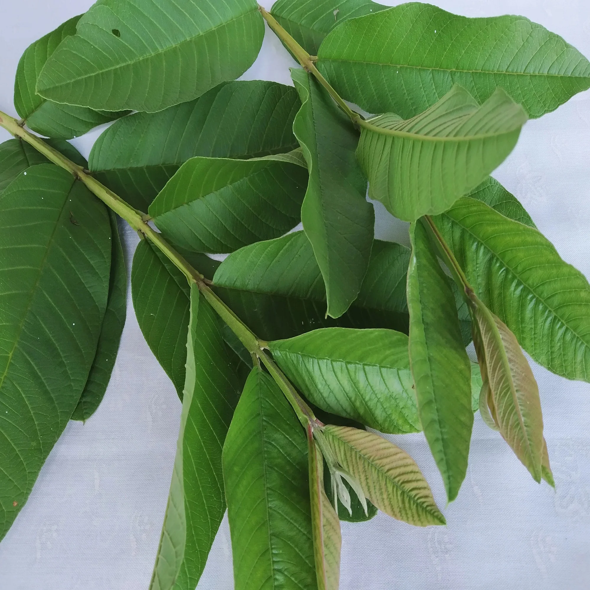 Incredible Benefits of Guava Leaves: 11 Reasons to Drink