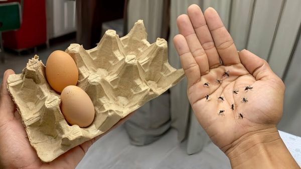 Egg Cartons: Your Secret Weapon Against Mosquitoes