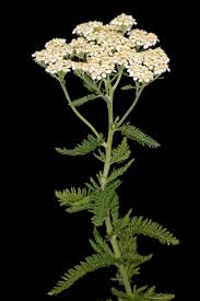 A Powerful Plant for First and Last Aid: Yarrow Blooms All Summer Long