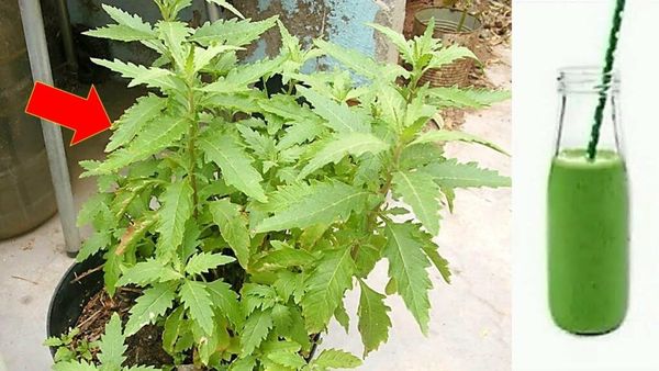 Discover the Hidden Benefits of Nettle Leaves for Natural Well-being