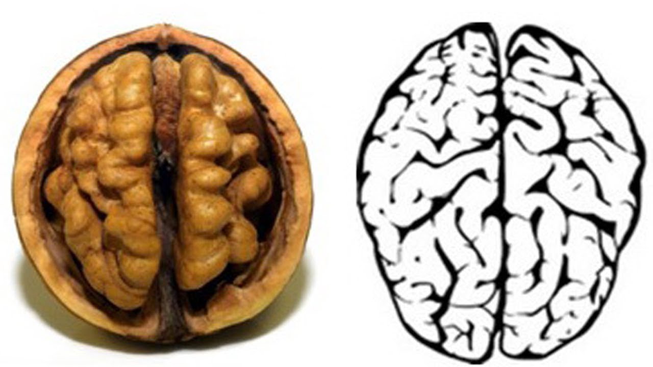 Nature’s Wonders: How Walnuts and Beans Mirror Our Health