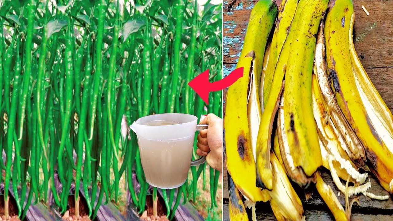 Discover the Wonders of Banana Peels: Why You Should Keep Them