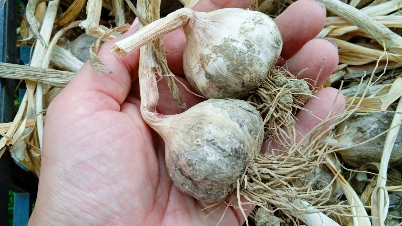 Garlic and Onions | When is the Right Time to Harvest Onions | Harvesting and Storing Garlic