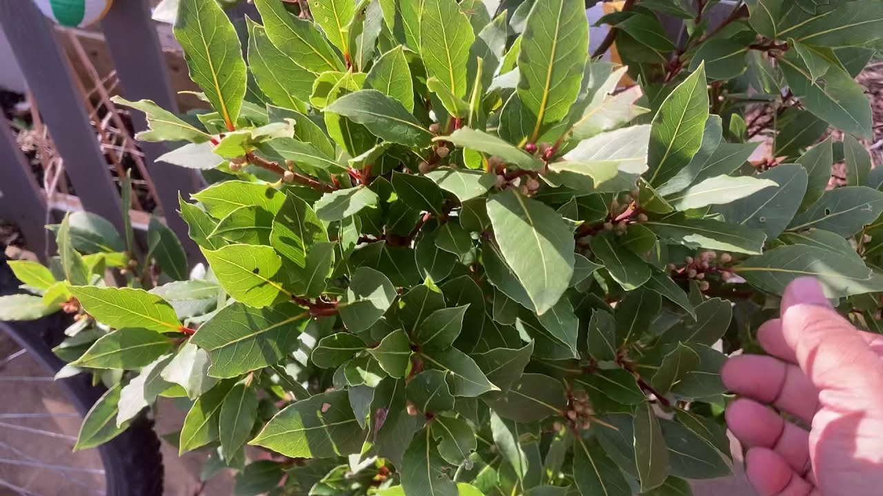 The Secrets of Growing a Bay Leaf Tree in Your Garden