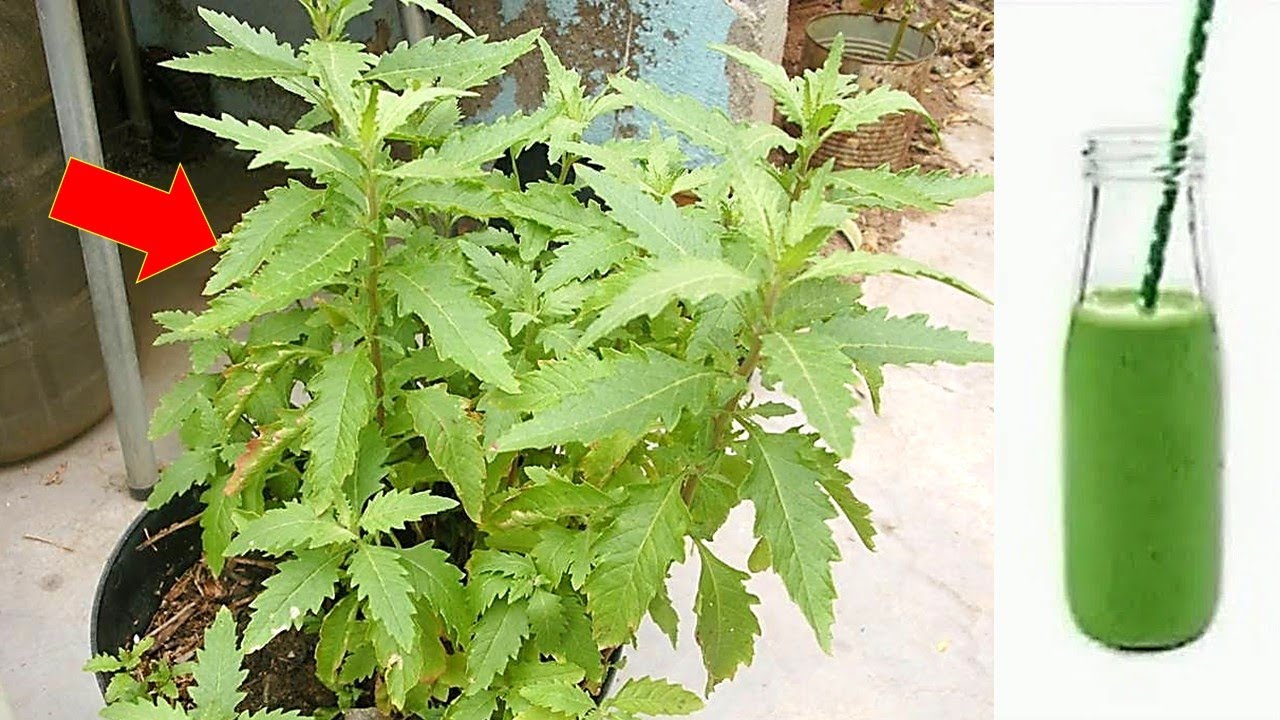 The Incredible Value of Nettle Leaves: A Natural Gold Mine