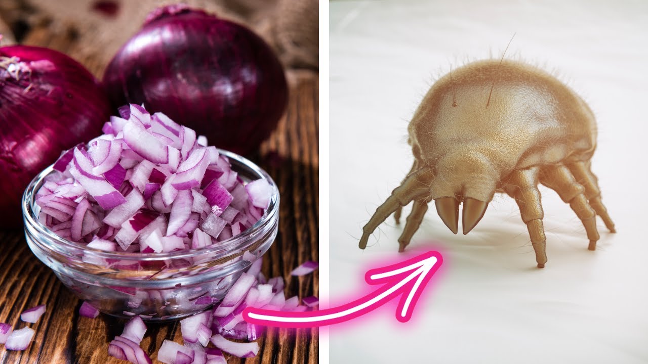 Say Goodbye to Dust Mites Forever with These Simple Tricks Using Red Onions