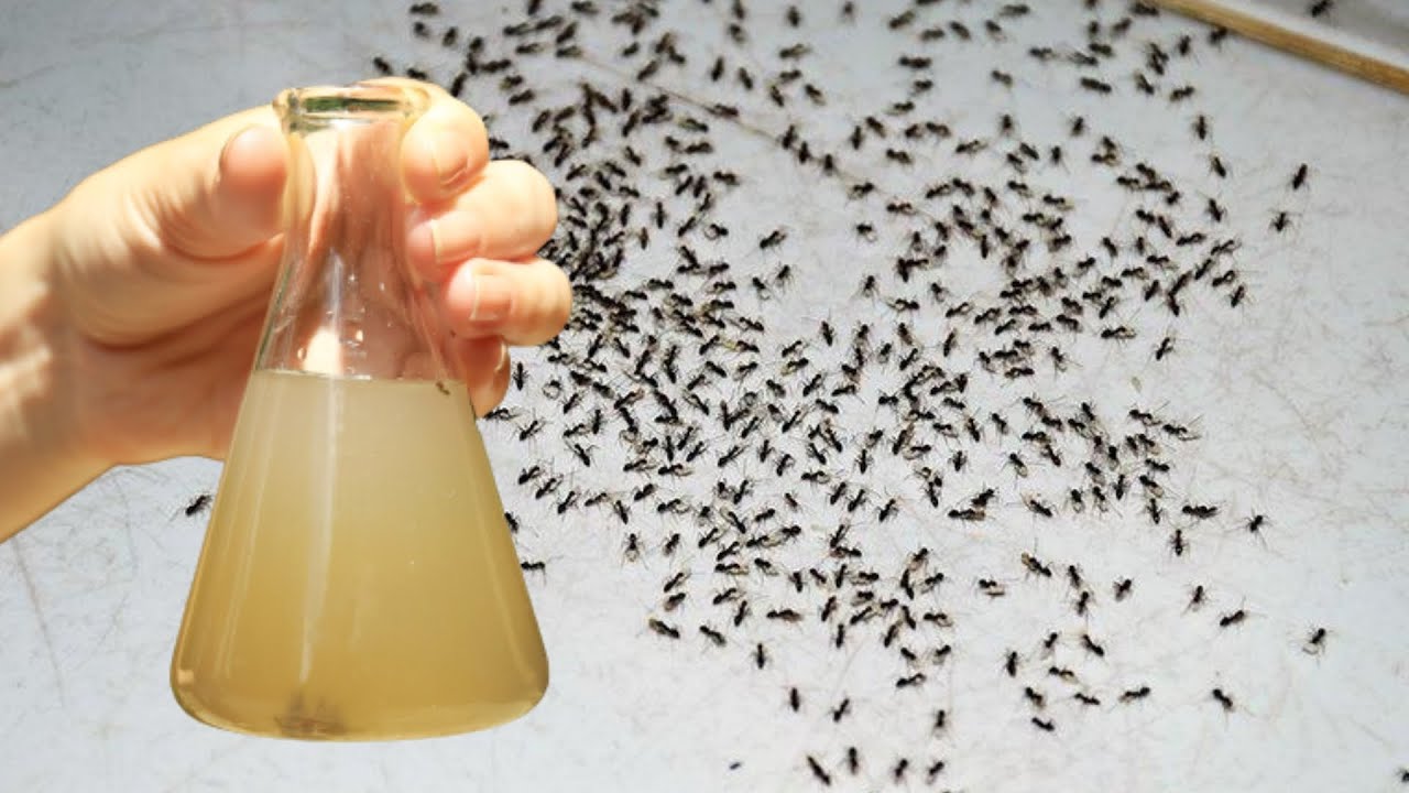 An Amazingly Easy Ant Remedy: Just 2 Drops and They’re Gone!