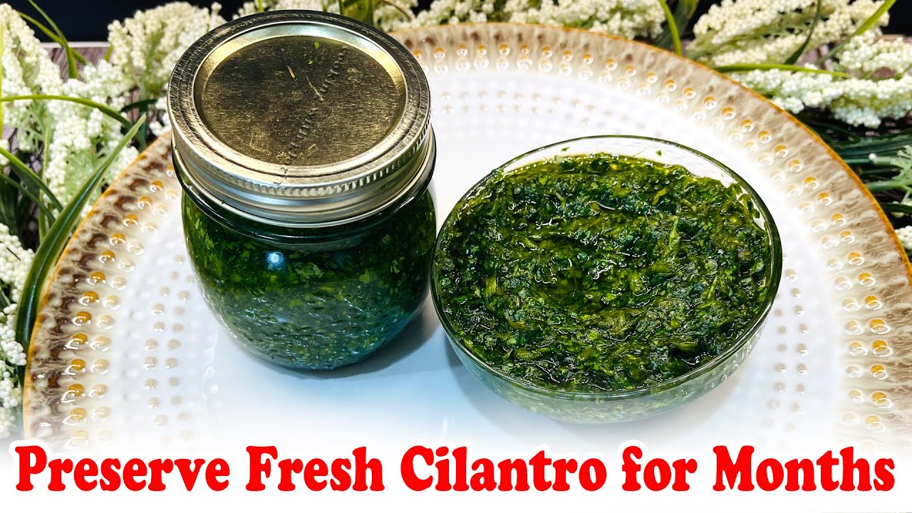 Easy Tips to Keep Cilantro Fresh for Months