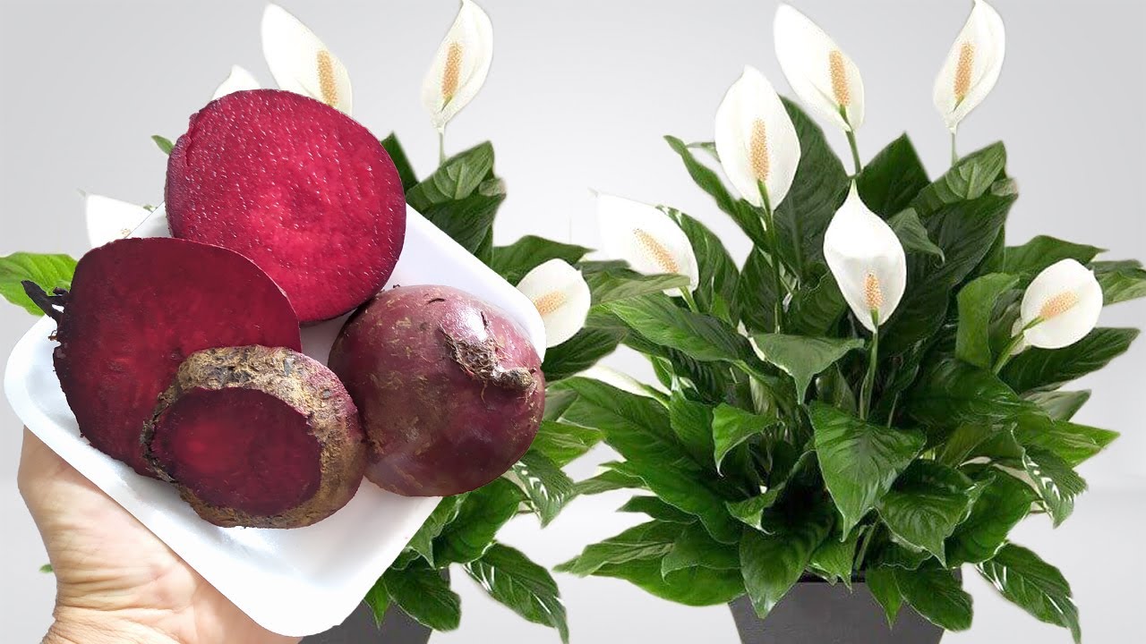 Boost Your Garden’s Bloom with Beets: A Flower Power Guide