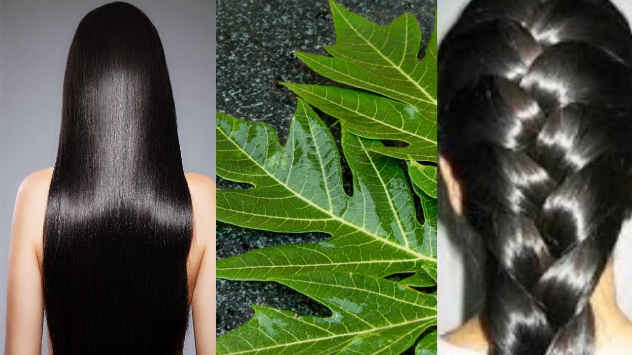 Natural Secrets: Using Papaya Leaves to Restore Hair Color and Promote Growth