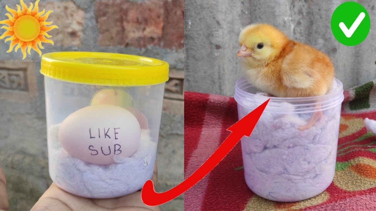 Hatching Eggs at Home Without an Incubator: A Natural Approach