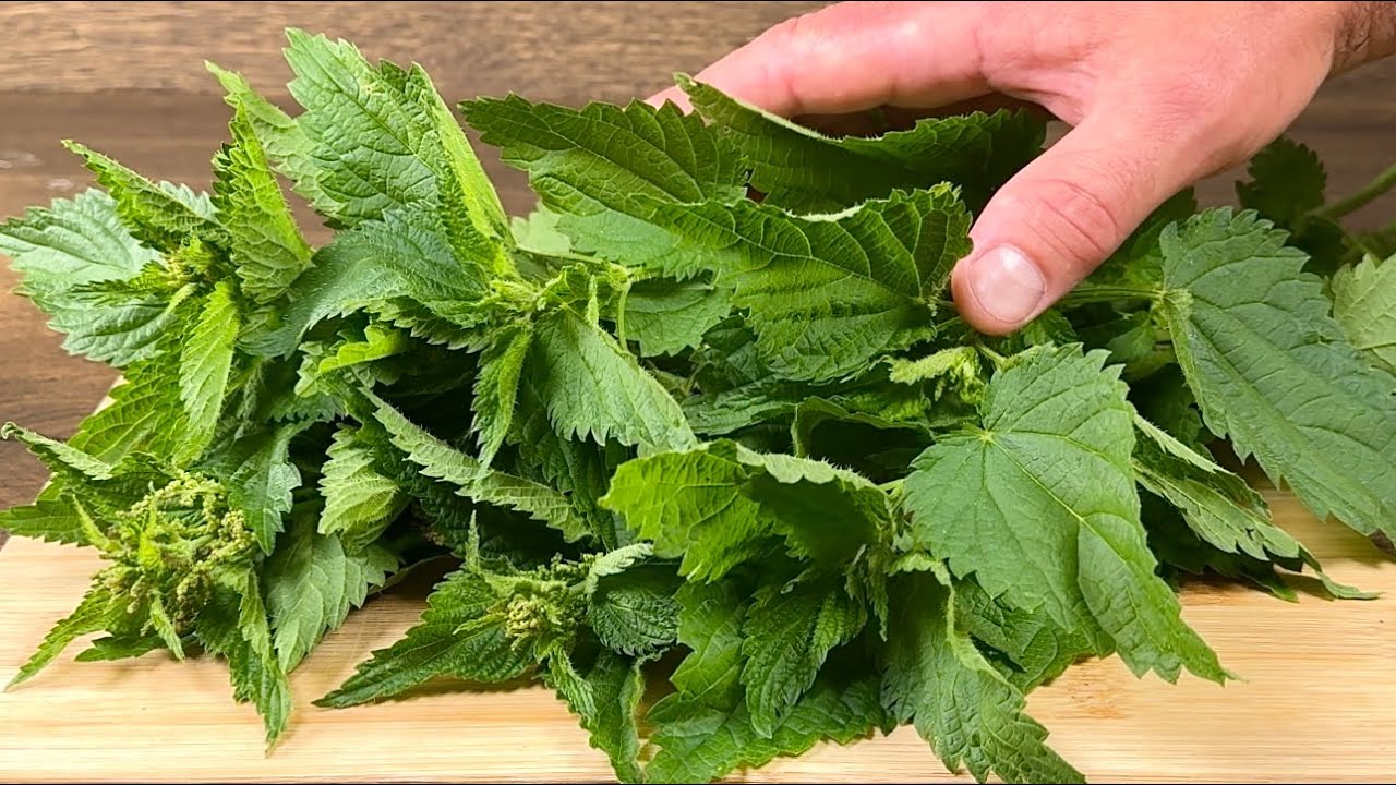 Nettles: The Unsung Hero for Blood Sugar Management