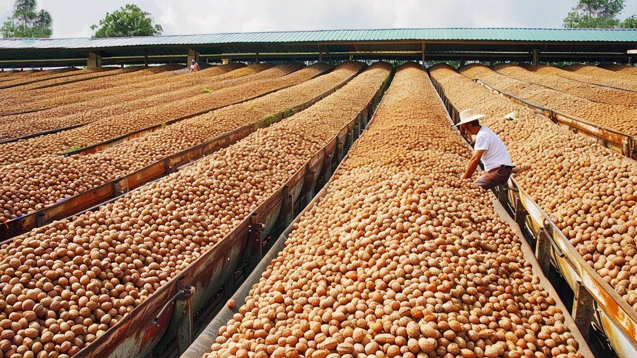 You Won’t Believe How Walnut is Produced And What is Made Using Walnut