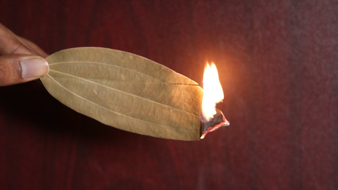 The Surprising Benefits of Burning a Bay Leaf in Your Room