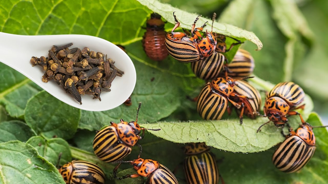 Stronger Than 100 Insecticides: Natural Solutions for Aphids and Potato Beetles