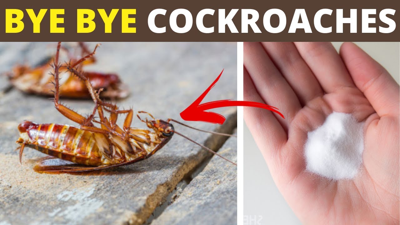 Two Home Remedies to Get Rid of Cockroaches Using Baking Soda and Onion