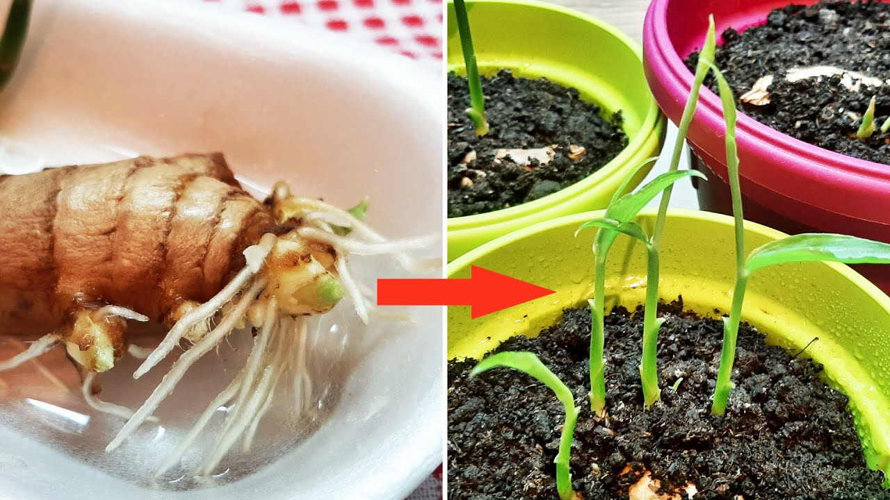 Growing a Ginger Plant from One Piece of Ginger