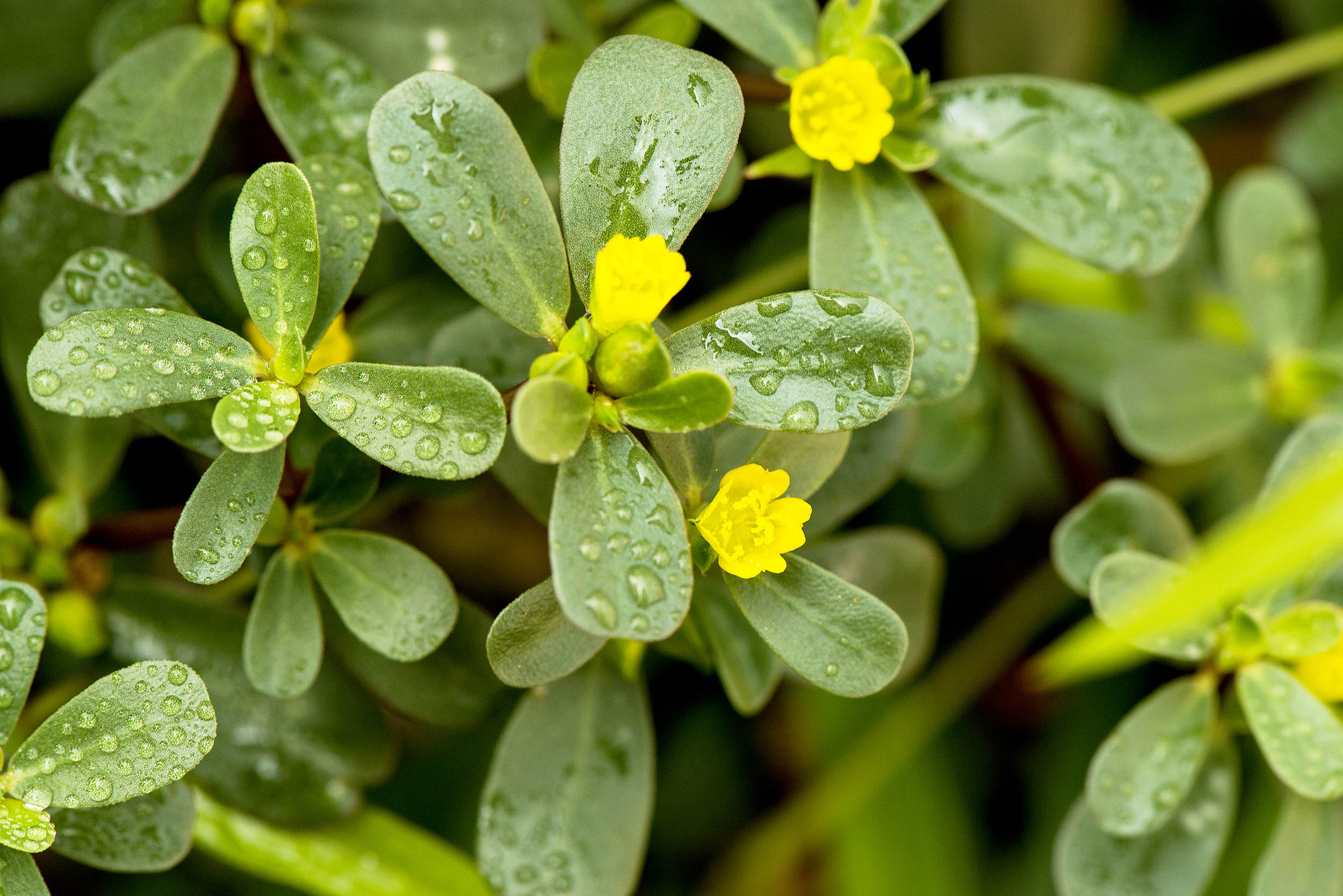 Discover the Delight of Purslane: Tastier Than Meat!