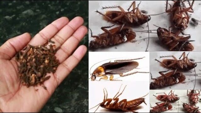 Magic Clove: A Quick and Natural Remedy to Combat Cockroaches