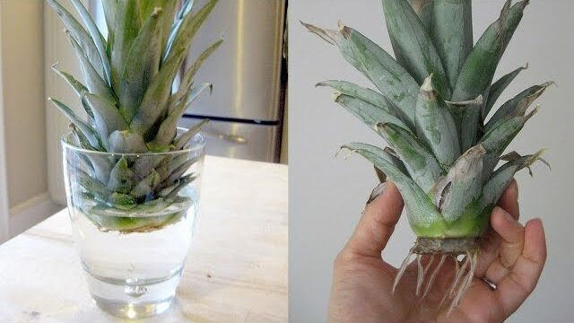 Here’s How to Grow Pineapple in a Pot in Our Conditions