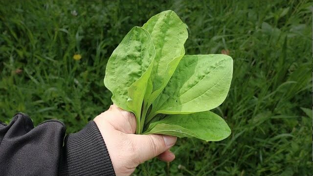 Plantain: A Common Weed with Uncommon Health Benefits