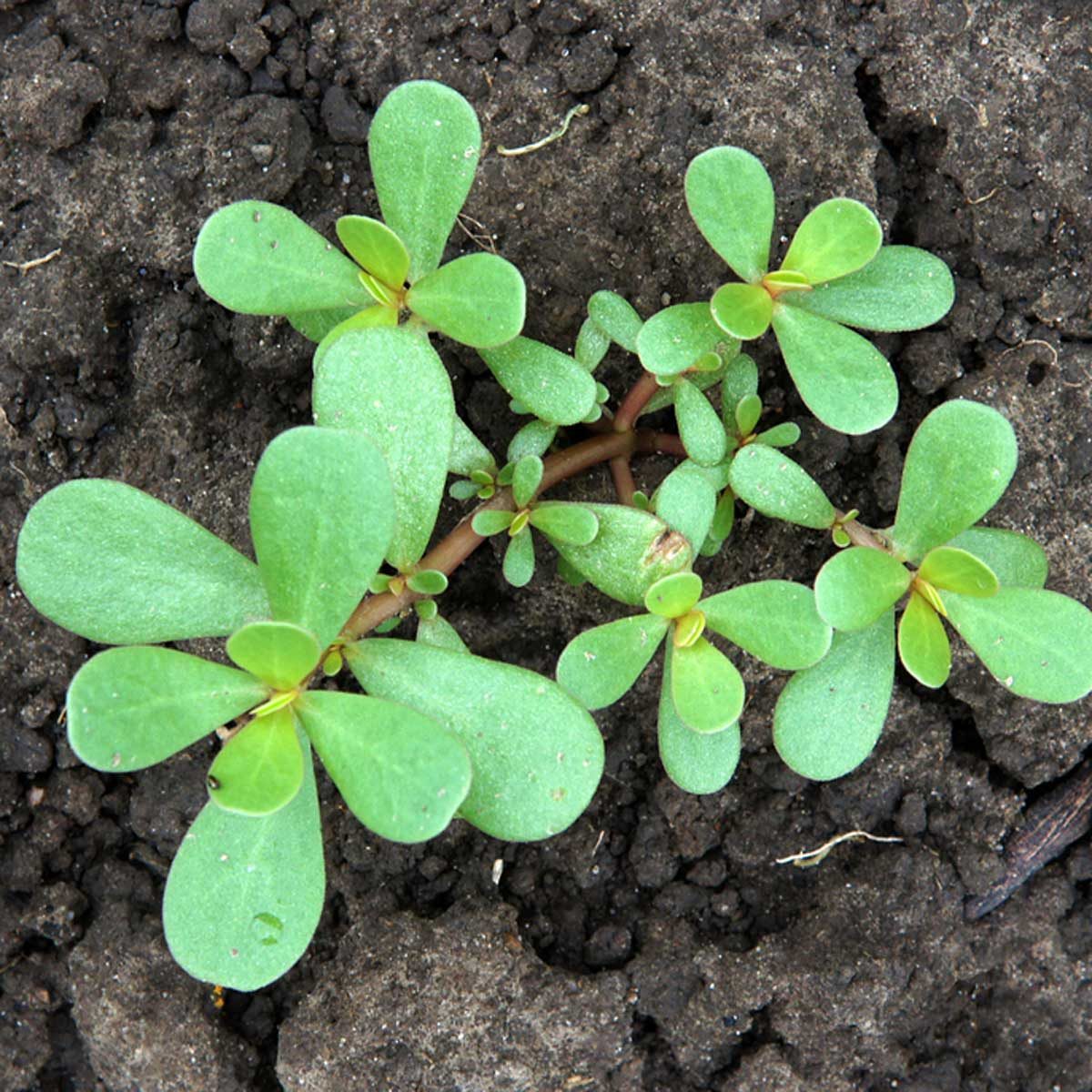 Discovering Purslane: A Tasty Treasure from the Garden