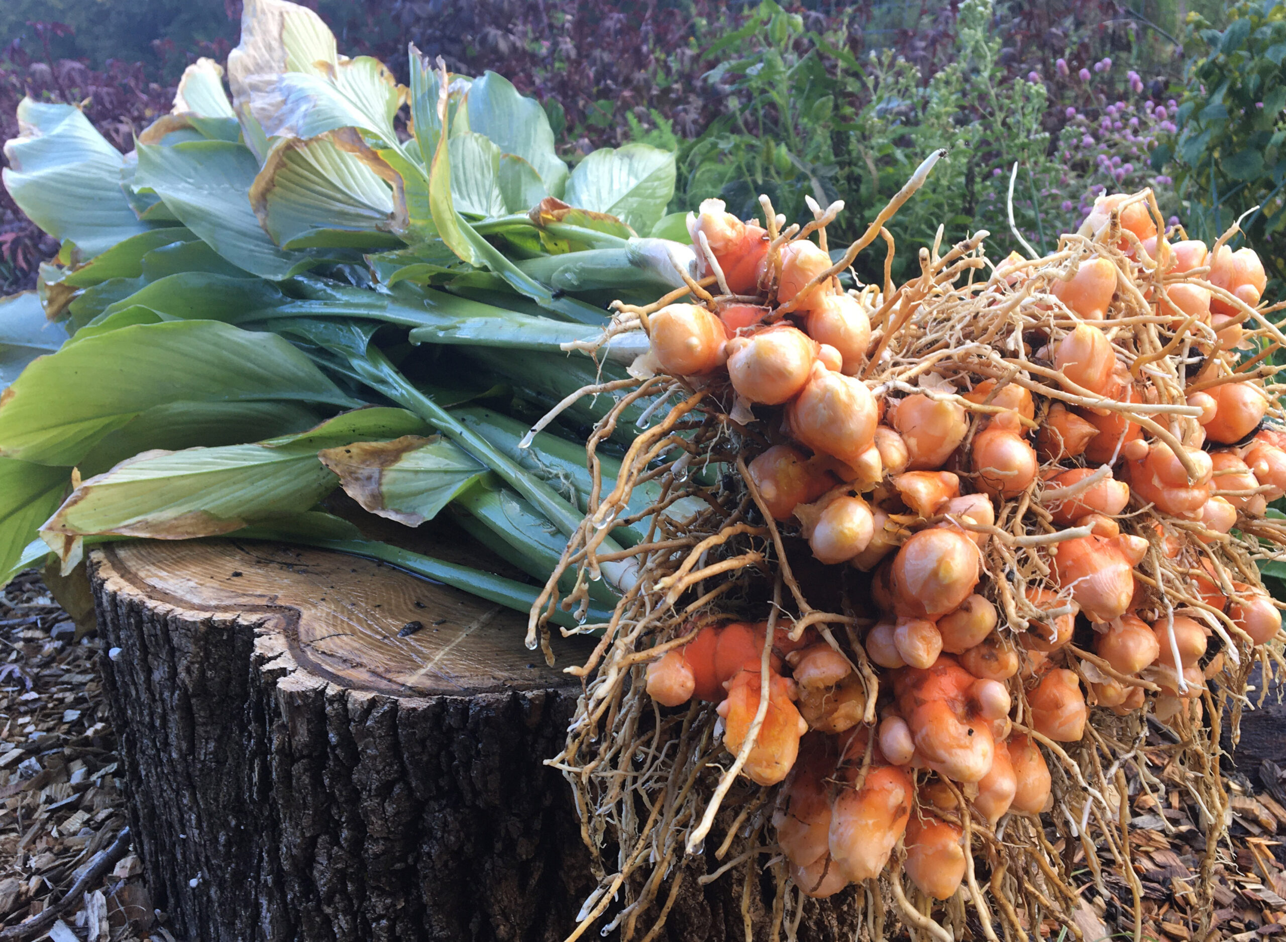 The Golden Benefits of Starting Your Day with Turmeric