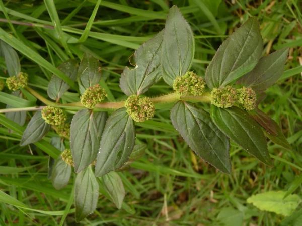 Euphorbia Hirta: Nature’s Wonder Remedy for Your Health