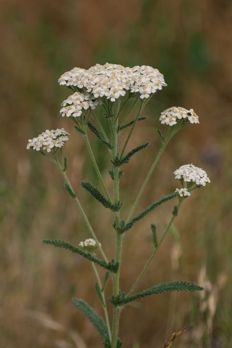 Yarrow: The Powerful Plant for First and Last Aid That Blooms All Summer Long