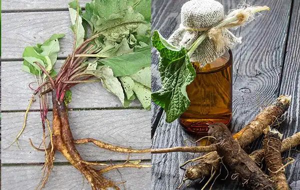 Burdock Root: Your Comprehensive Guide to its Benefits and Side Effects