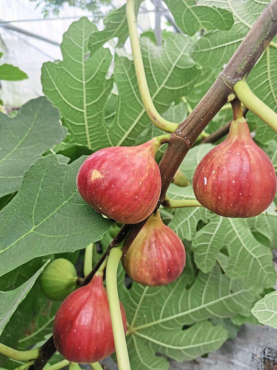 Figs: Who Should Eat Them and Who Should Not?