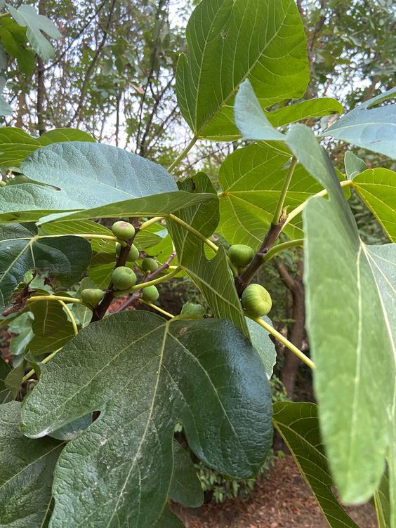 Powerful Fig Leaf Tea: A Friend of Diabetics