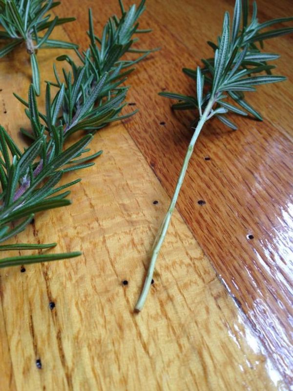 Support Your Heart Health with Boiled Rosemary