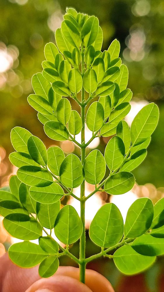 The Benefits of Moringa