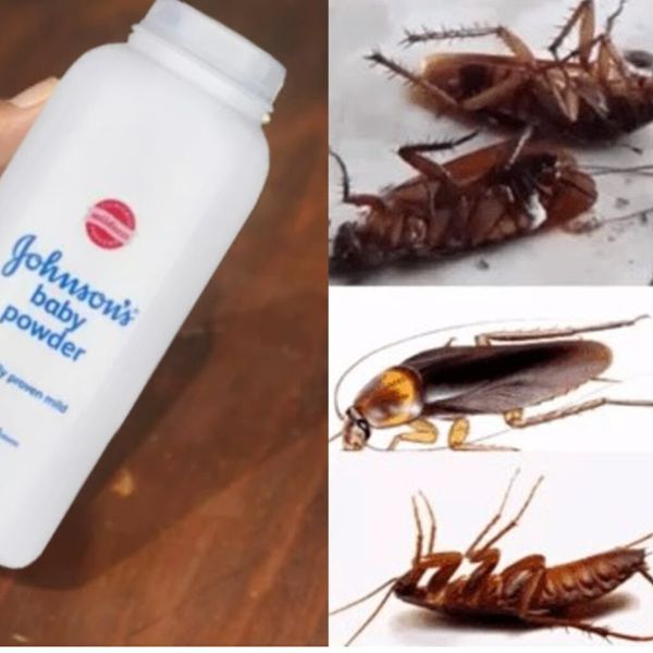 How to Keep Cockroaches Away with Johnson’s Baby Powder and Sugar