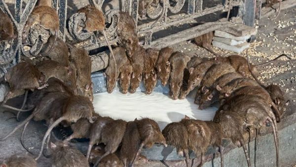 Natural Ways to Get Rid of Rats and Mice