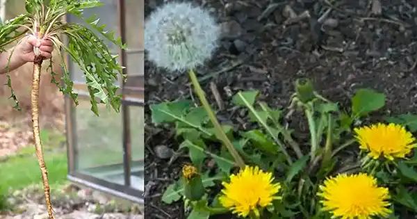 Discovering the Magic of Dandelion Roots: A Hidden Treasure for Health and Culinary Delights