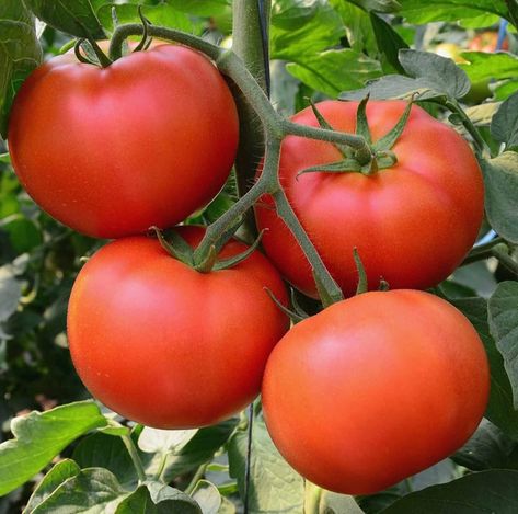 12 Benefits of Eating Tomatoes Every Day