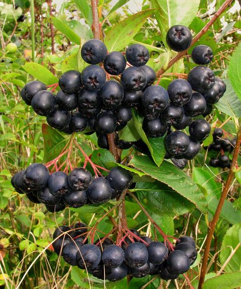 Aronia: Discover the Powerful Healing Properties of This Superberry