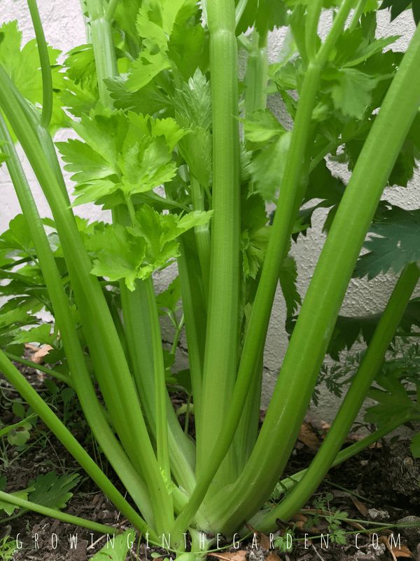 Clean the Kidneys, Liver, and Lungs – Bacteria Killer! All the Dirt Comes Out with Celery