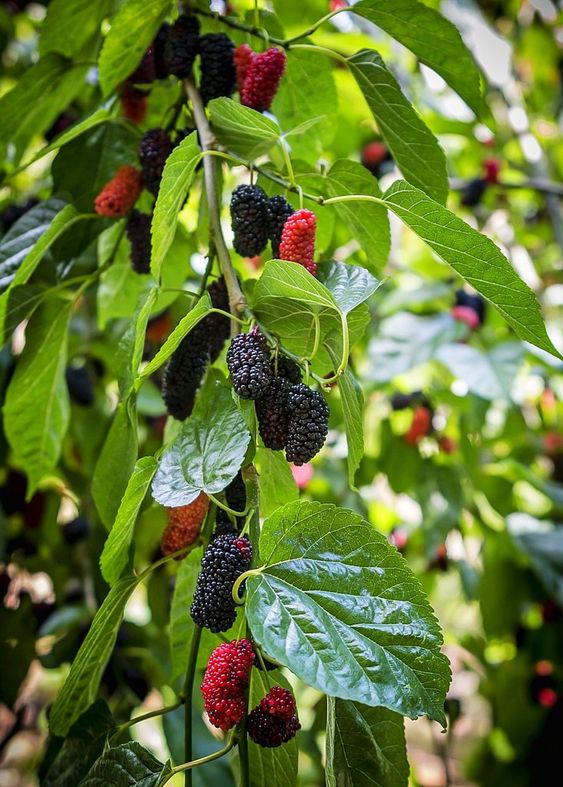 Living to Be 100 Years Old Is Not Difficult! The Forgotten Powerful Medicine of Nature: Black Mulberry Tea