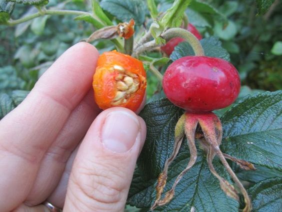 50 Times More Vitamin C Than Lemon – This Plant Was Given to Us by God! Exploring the Wonders of Rosehip