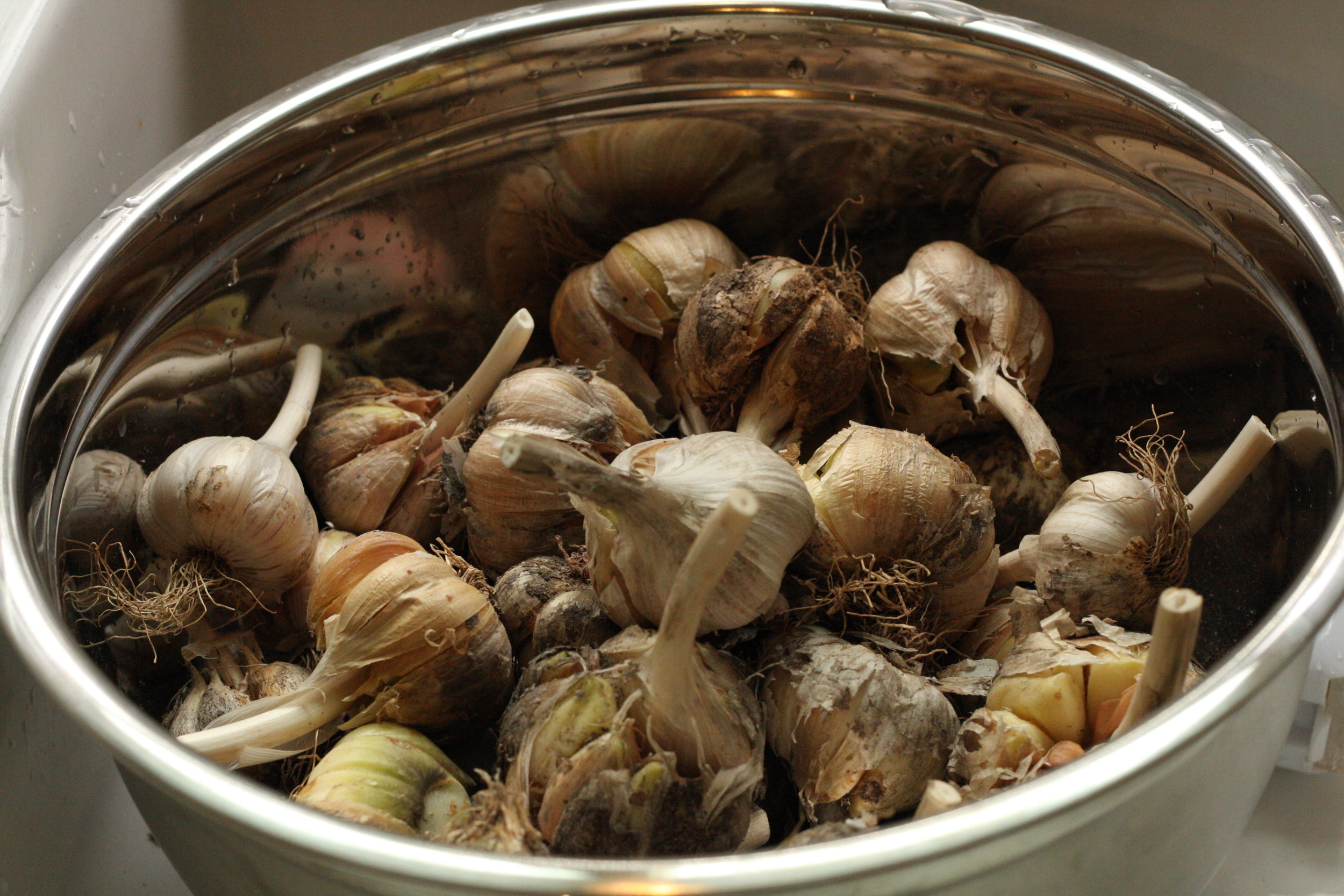 🔥 Storing Garlic Is Very Easy! It Doesn’t Shrink or Sprout! This Method Really Works