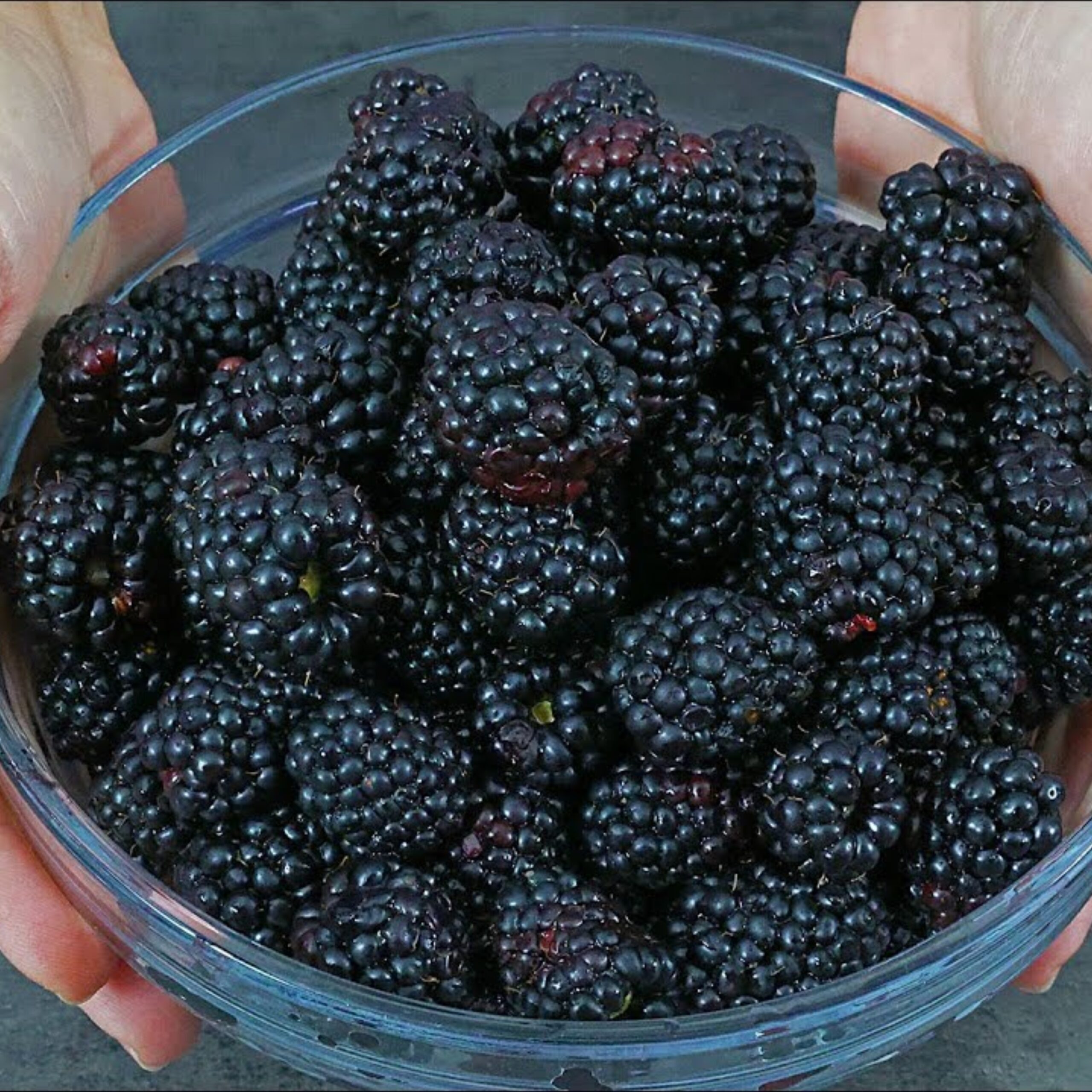 A Natural Bomb for Blood Count and Immunity: Save Your Heart, Liver, and Prevent Anemia with Blackberry Juice